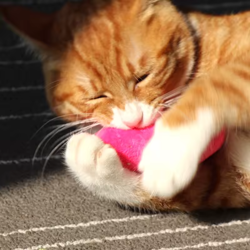 Kattenkruid Kattenspeeltje Pluche Kauw Tandenreinigend Interactief Kitten Bijtspeeltje